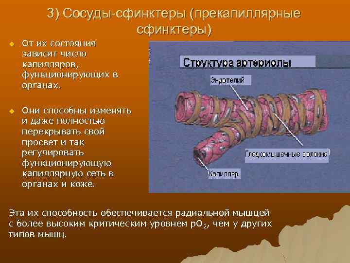 3) Сосуды-сфинктеры (прекапиллярные сфинктеры) u От их состояния зависит число капилляров, функционирующих в органах.