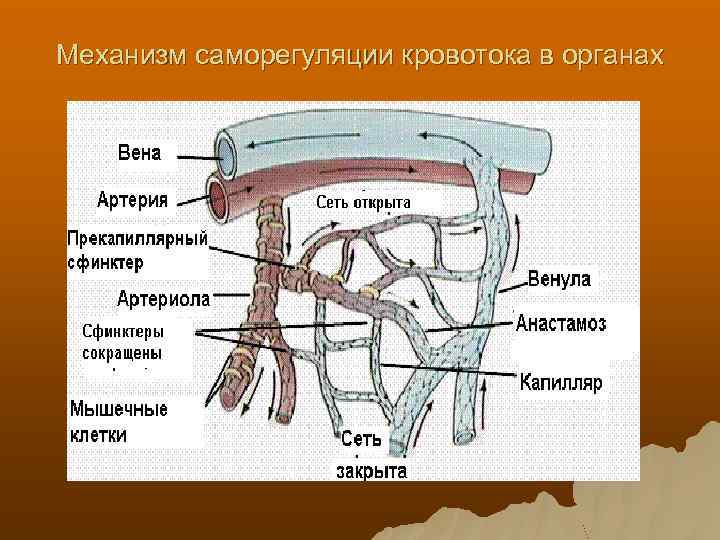 Механизм саморегуляции кровотока в органах 
