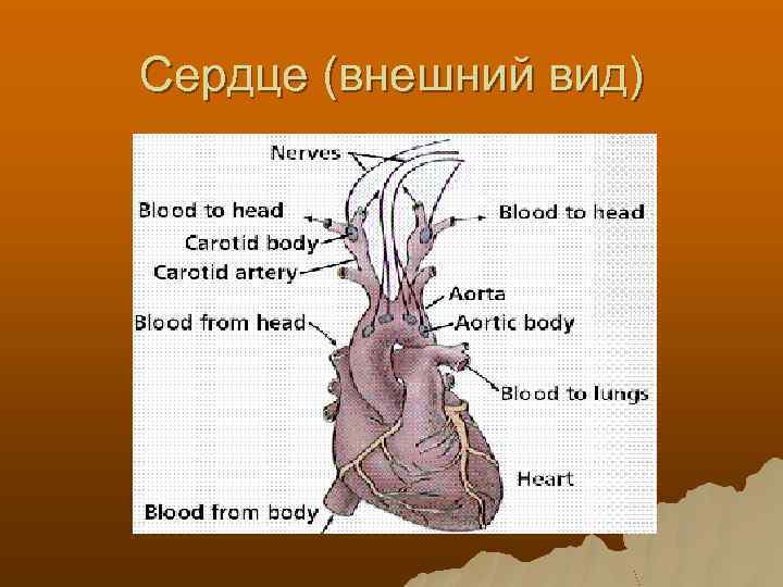 Сердце (внешний вид) 