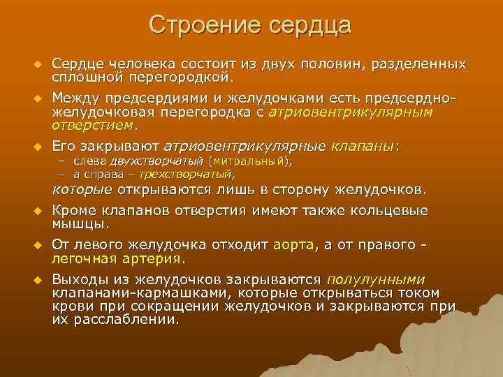 Строение сердца u u u Сердце человека состоит из двух половин, разделенных сплошной перегородкой.