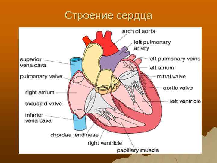 Проводящая система сердца механизм автоматии сердца презентация