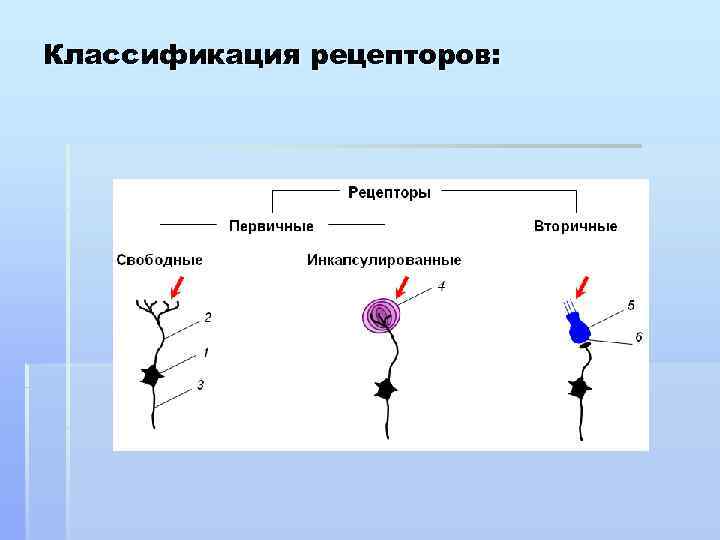 Классификация рецепторов: 