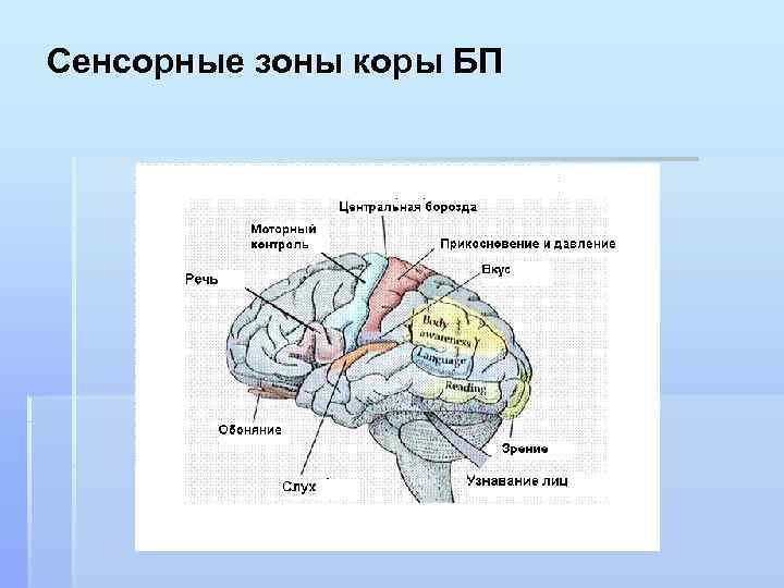 Сенсорные зоны коры БП 