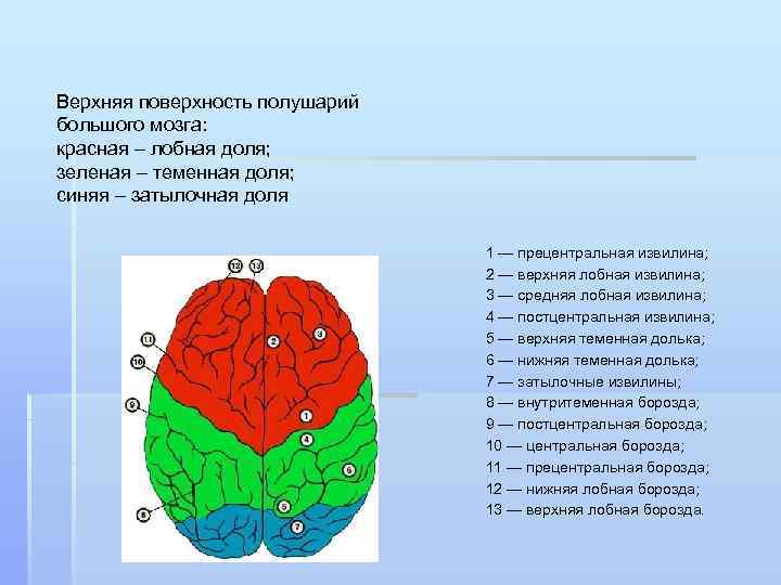 Верхняя поверхность полушарий большого мозга: красная – лобная доля; зеленая – теменная доля; синяя