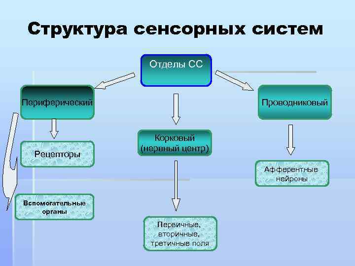 Структура сенсорных систем Отделы СС Периферический Рецепторы Проводниковый Корковый (нервный центр) Афферентные нейроны Вспомогательные