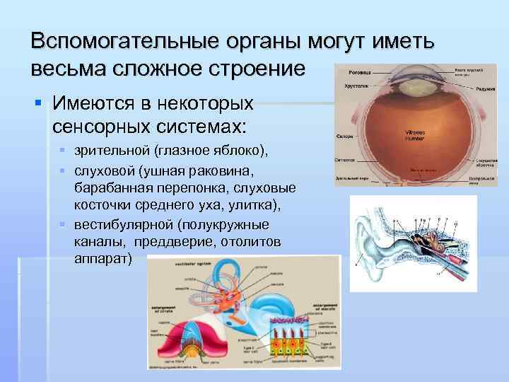 Вспомогательные органы могут иметь весьма сложное строение § Имеются в некоторых сенсорных системах: §