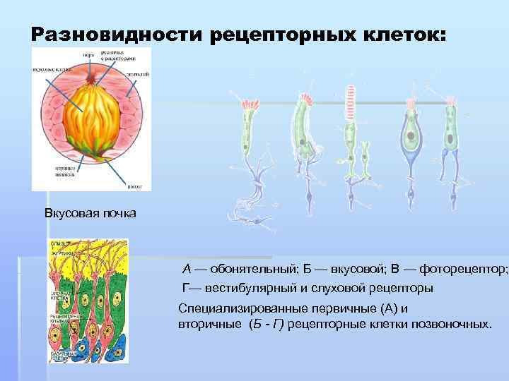 Разновидности рецепторных клеток: Вкусовая почка А — обонятельный; Б — вкусовой; В — фоторецептор;