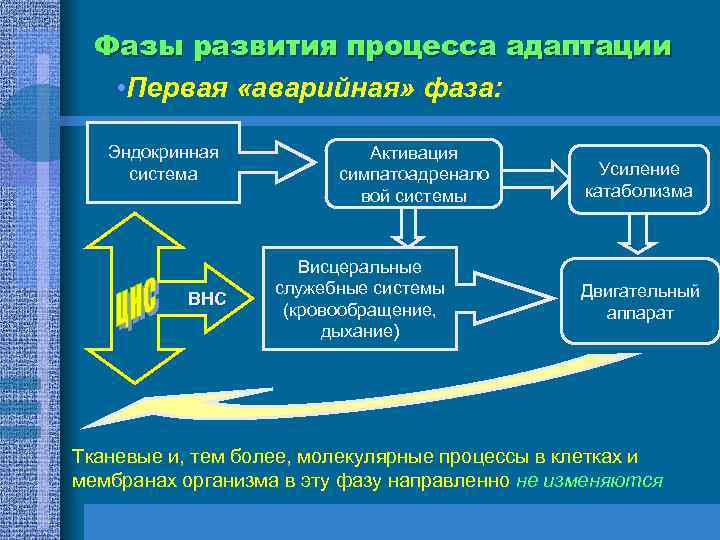 Фазы развития процесса адаптации • Первая «аварийная» фаза: Эндокринная система ВНС Активация симпатоадренало вой