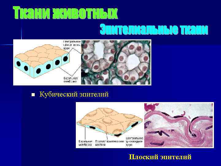 n Кубический эпителий Плоский эпителий 