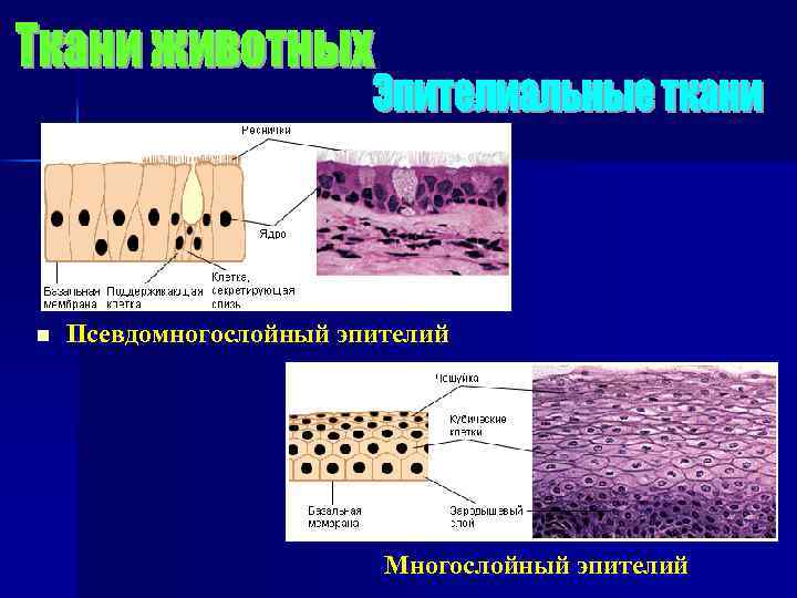 n Псевдомногослойный эпителий Многослойный эпителий 