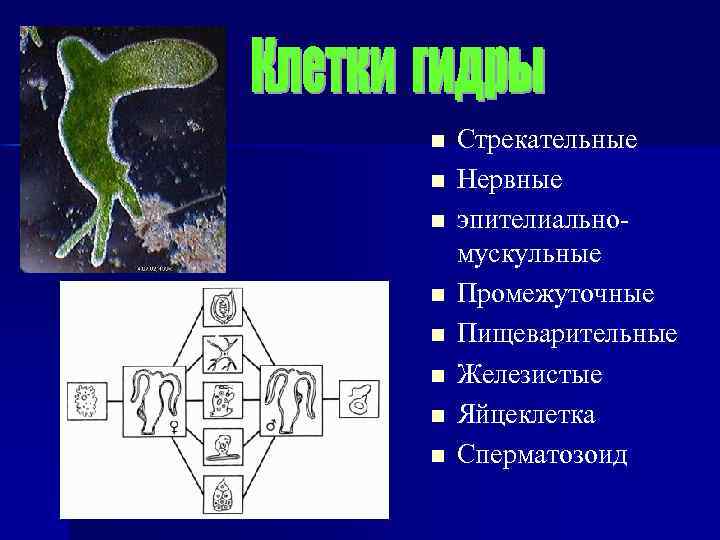 n n n n Стрекательные Нервные эпителиальномускульные Промежуточные Пищеварительные Железистые Яйцеклетка Сперматозоид 