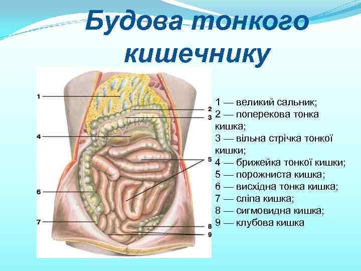 Будова тонкого кишечнику 1 — великий сальник; 2 — поперекова тонка кишка; 3 —