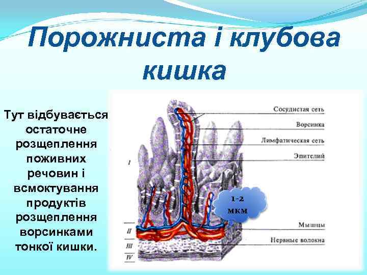 Порожниста і клубова кишка Тут відбувається остаточне розщеплення поживних речовин і всмоктування продуктів розщеплення