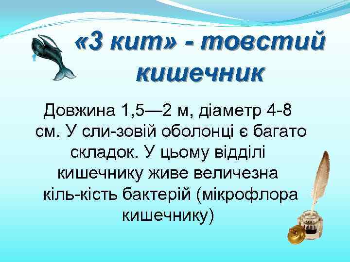  « 3 кит» - товстий кишечник Довжина 1, 5— 2 м, діаметр 4