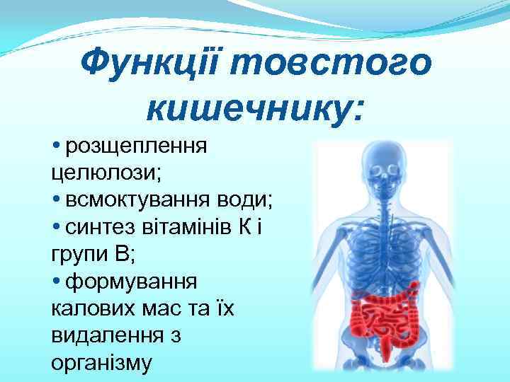 Функції товстого кишечнику: • розщеплення целюлози; • всмоктування води; • синтез вітамінів К і