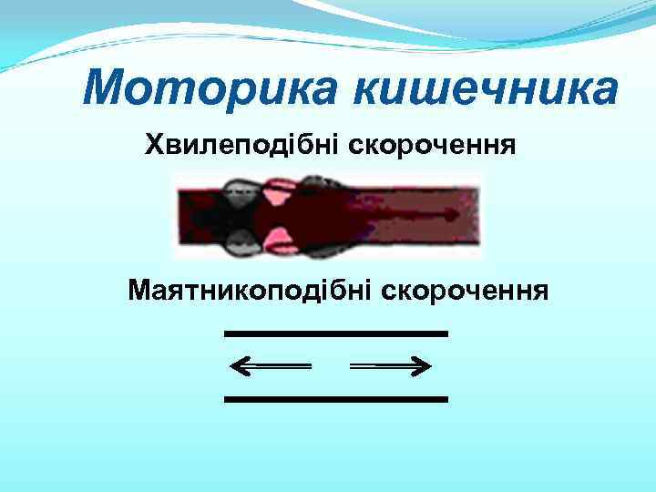 Моторика кишечника Хвилеподібні скорочення Маятникоподібні скорочення 