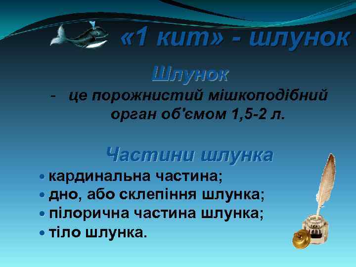  « 1 кит» - шлунок Шлунок це порожнистий мішкоподібний орган об'ємом 1, 5