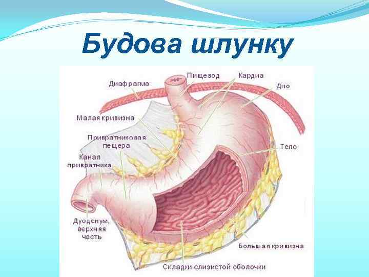 Будова шлунку 