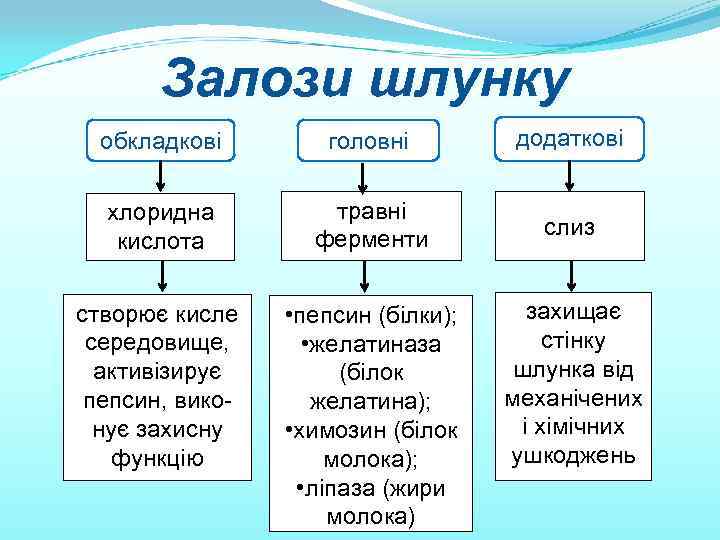 Залози шлунку обкладкові головні додаткові хлоридна кислота травні ферменти слиз створює кисле середовище, активізирує