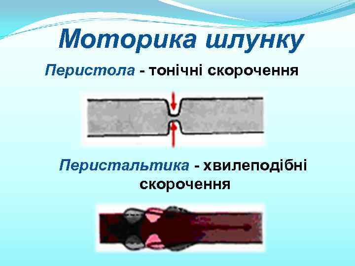 Моторика шлунку Перистола - тонічні скорочення Перистальтика - хвилеподібні скорочення 