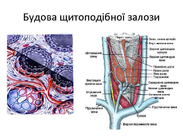 Будова щитоподібної залози 