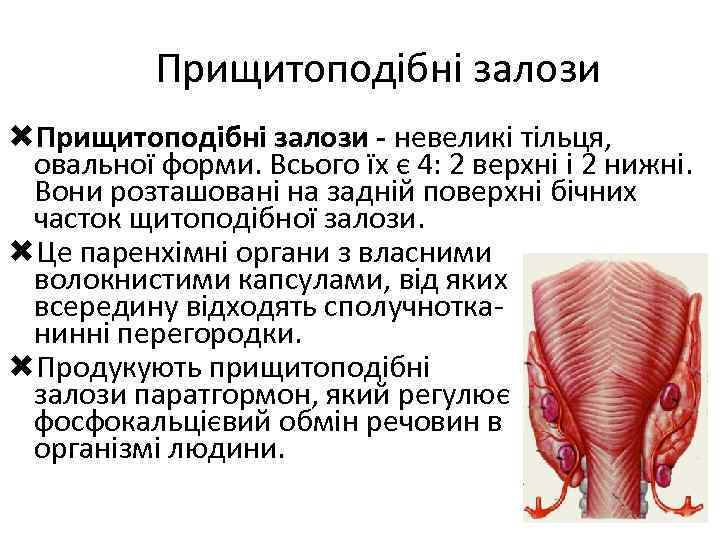 Прищитоподібні залози - невеликі тільця, овальної форми. Всього їх є 4: 2 верхні і