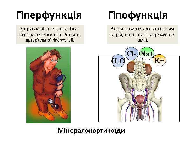 Гіперфункція Затримка рідини в організмі і збільшення маси тіла. Розвиток артеріальної гіпертензії. Гіпофункція З