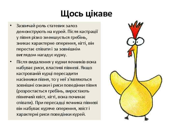 Щось цікаве • Зазвичай роль статевих залоз демонструють на курей. Після кастрації у півня