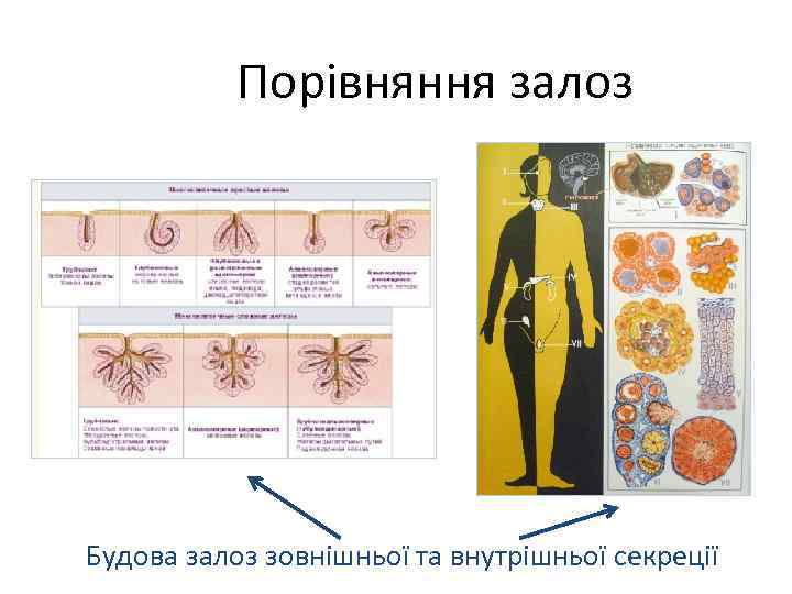 Порівняння залоз Будова залоз зовнішньої та внутрішньої секреції 