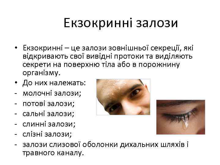 Екзокринні залози • Екзокринні – це залози зовнішньої секреції, які відкривають свої вивідні протоки