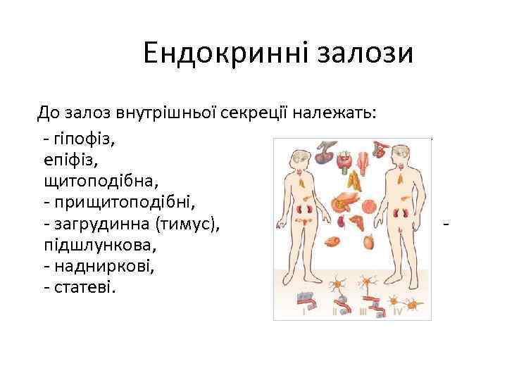 Ендокринні залози До залоз внутрішньої секреції належать: - гіпофіз, - епіфіз, - щитоподібна, -