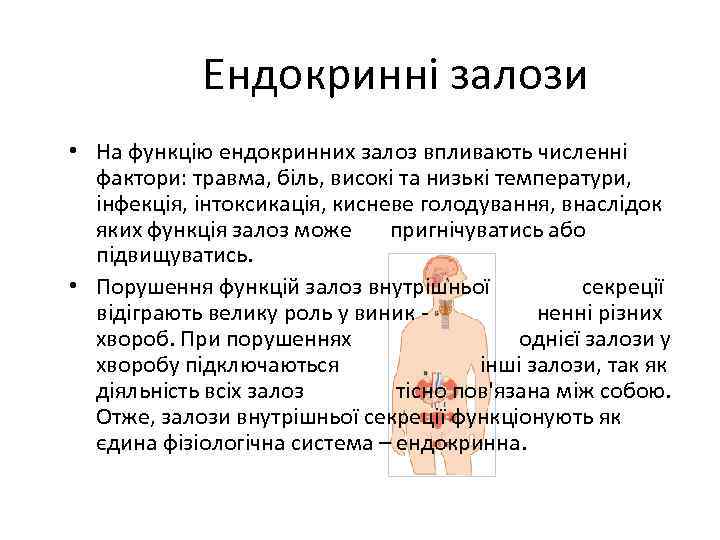 Ендокринні залози • На функцію ендокринних залоз впливають численні фактори: травма, біль, високі та