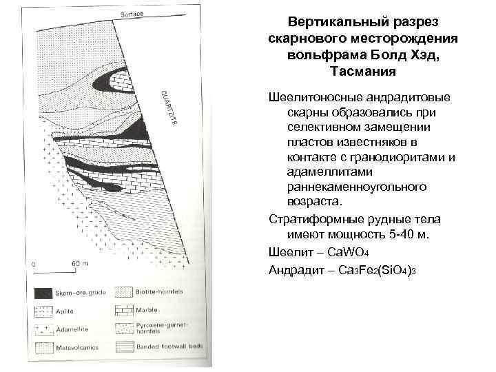 Вертикальный разрез скарнового месторождения вольфрама Болд Хэд, Тасмания Шеелитоносные андрадитовые скарны образовались при селективном