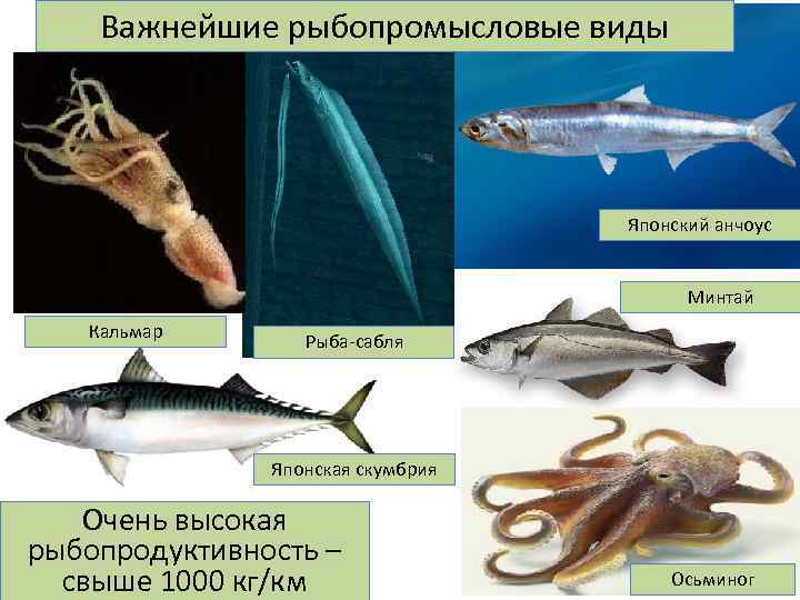 Важнейшие рыбопромысловые виды Японский анчоус Минтай Кальмар Рыба-сабля Японская скумбрия Очень высокая рыбопродуктивность –