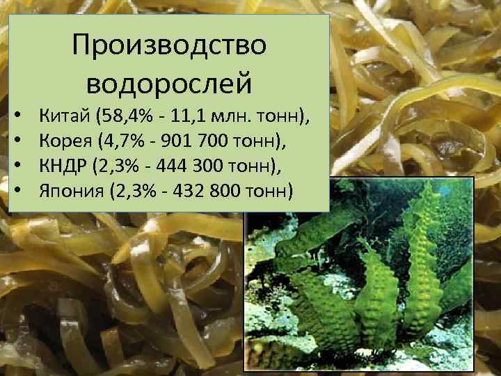 Производство водорослей • • Китай (58, 4% - 11, 1 млн. тонн), Корея (4,