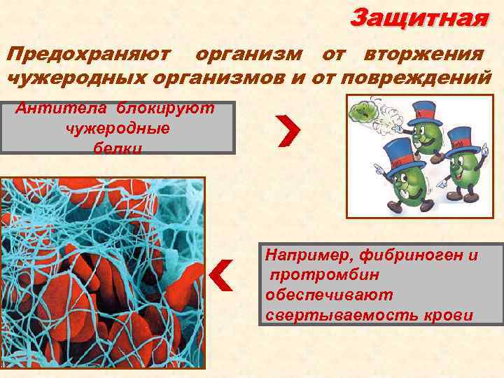 Защитная Предохраняют организм от вторжения чужеродных организмов и от повреждений Антитела блокируют чужеродные белки
