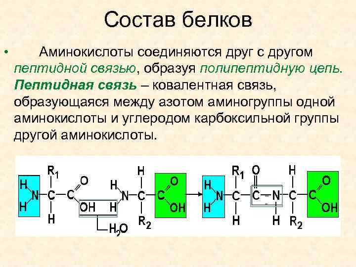 Состав белков • Аминокислоты соединяются друг с другом пептидной связью, образуя полипептидную цепь. Пептидная