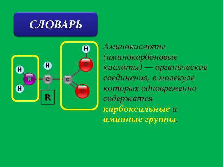 СЛОВАРЬ Аминокислоты (аминокарбоновые кислоты) — органические соединения, в молекуле которых одновременно содержатся карбоксильные и