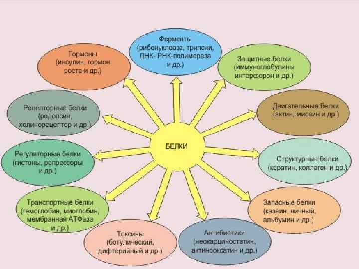 Функции белков 
