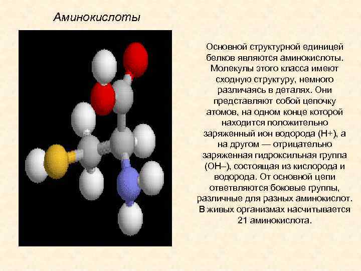 В состав молекул аминокислот входят. Структурной единицей белков является. Основные структурные единицы белка. Основные структурные единицы белков. Структурная единица молекулы..