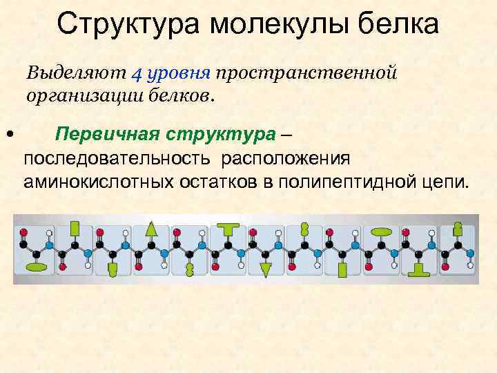 В состав молекул белков входят. Структура молекулы белка. Строение молекулы белка. Уровни пространственной организации белков. Пространственное строение первичной структуры белка.