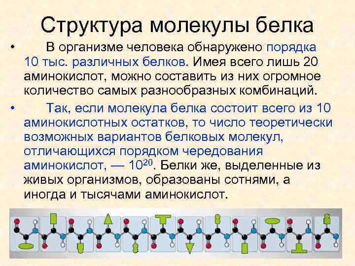 Белок определенной последовательности. Структура организма белков. Строение белков. Структуры белка. Структуры молекул белков.