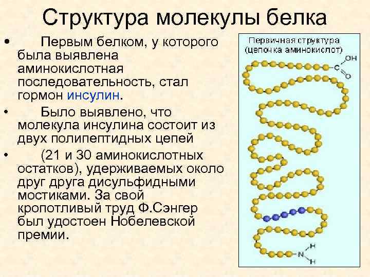 Особенности внутреннего строения белки. Белки строение структура. Первичная структура белка. Первичная и вторичная структура белка связи. Структура молекулы белка.