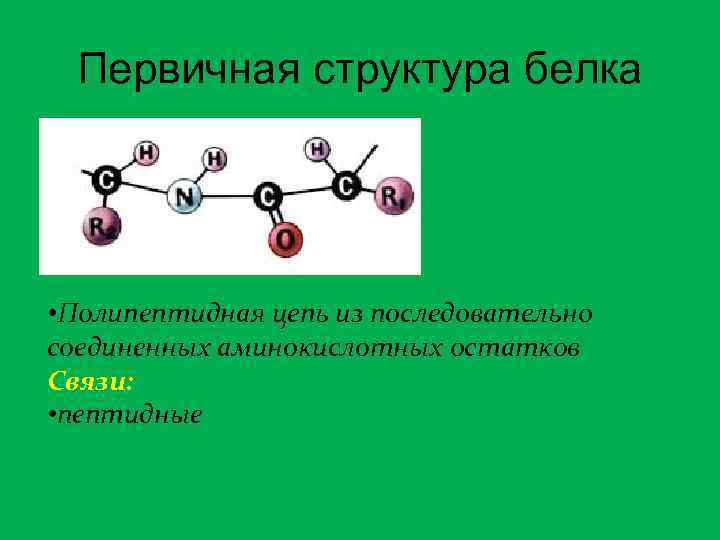 Первичная структура белка • Полипептидная цепь из последовательно соединенных аминокислотных остатков Связи: • пептидные