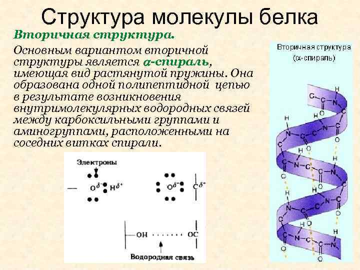 Структура молекулы белка Вторичная структура. Основным вариантом вторичной структуры является -спираль, имеющая вид растянутой