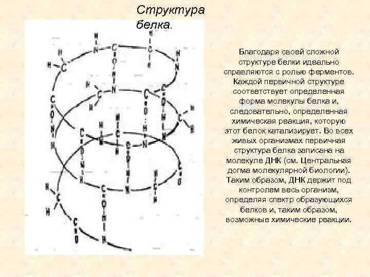 Структура белка. Благодаря своей сложной структуре белки идеально справляются с ролью ферментов. Каждой первичной