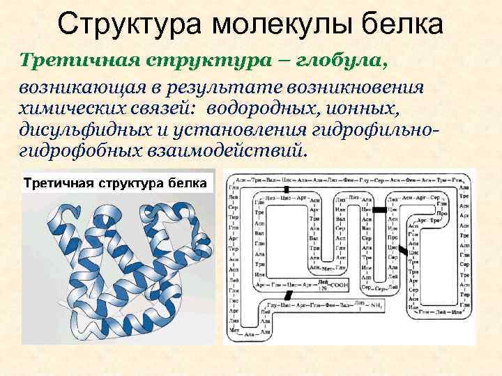 Структура молекулы белка Третичная структура – глобула, возникающая в результате возникновения химических связей: водородных,