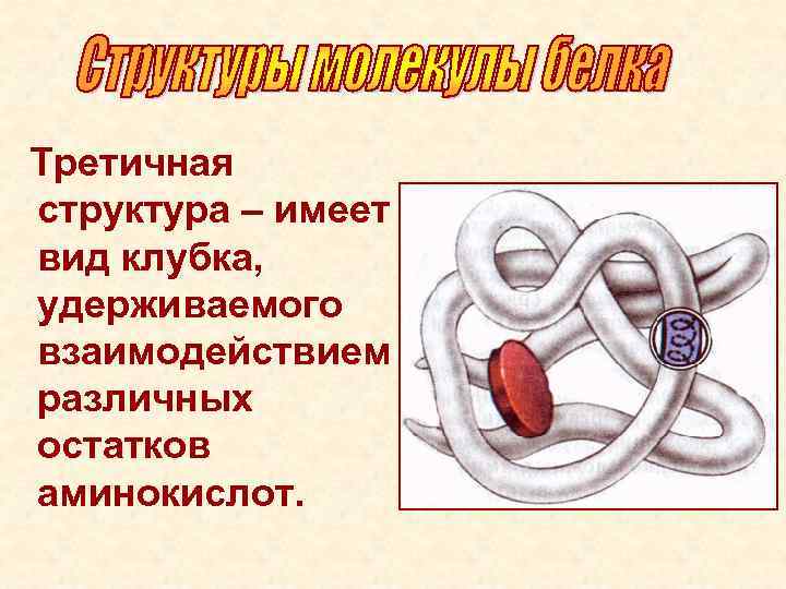 Третичная структура – имеет вид клубка, удерживаемого взаимодействием различных остатков аминокислот. 