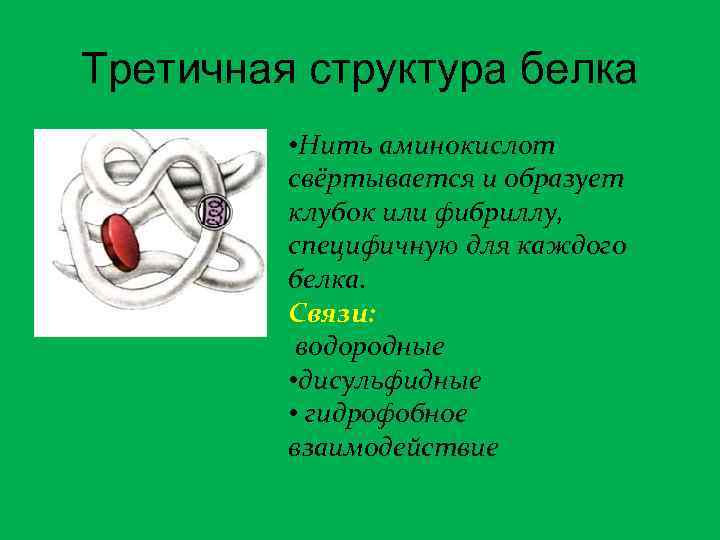 Третичная структура белка • Нить аминокислот свёртывается и образует клубок или фибриллу, специфичную для