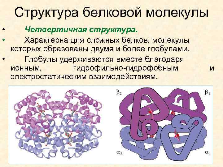 Структура белковой молекулы • • Четвертичная структура. Характерна для сложных белков, молекулы которых образованы